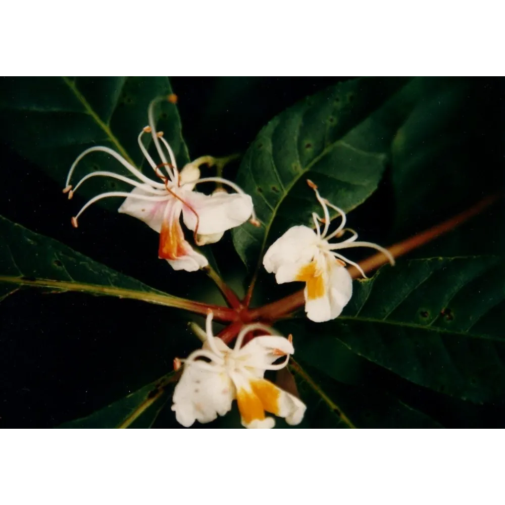 Esencia única Himalaya Enhancers - Gateway 15 ml