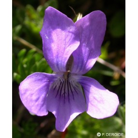 DEVA Single Essence - Violette des Bois (Viola hirta) 10 ml