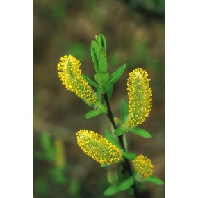 Alaska Single Essence – Weide (Salix bebbiana) 7,4 ml