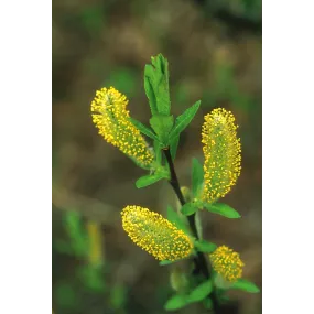 Essence unique d'Alaska -...