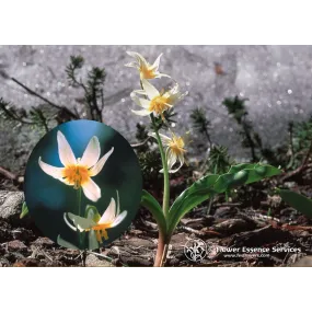 FES Essence Simple...