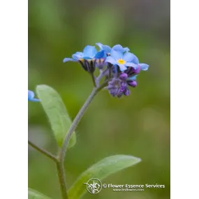 Essence unique...