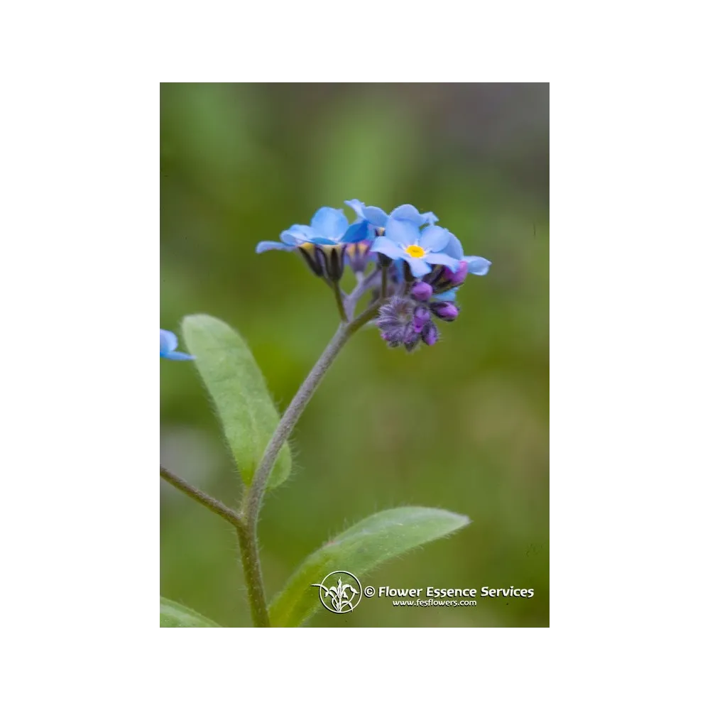 Californian Single Essence FES – Forget Me Not