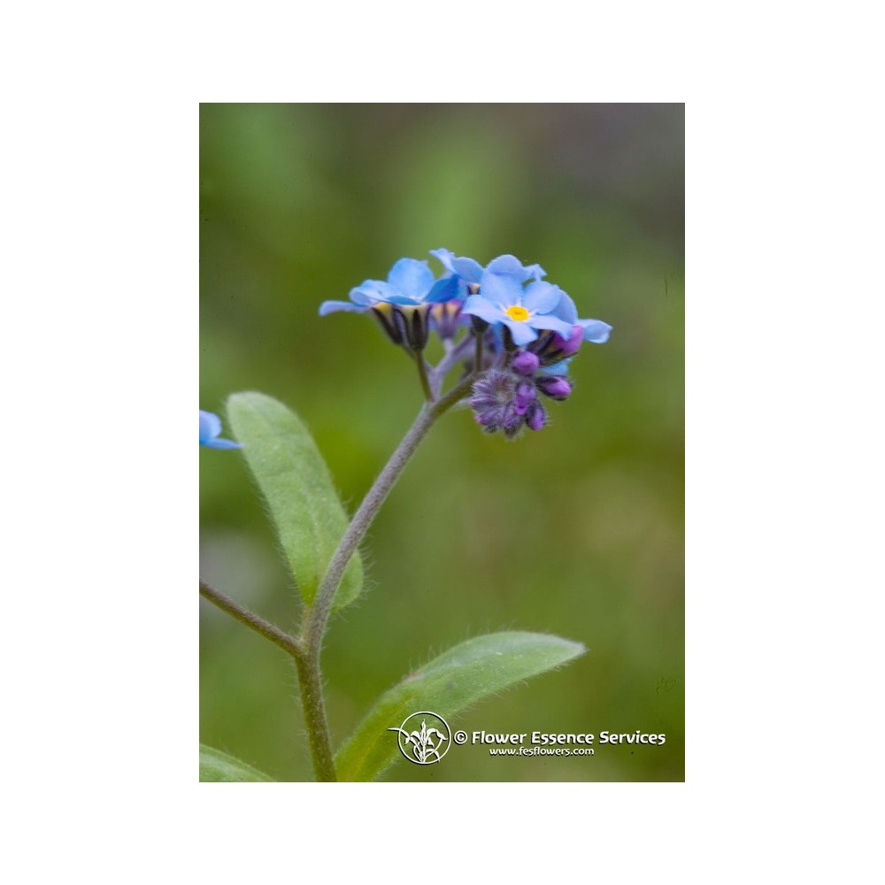 Essenza Singola Californiana FES - Forget Me Not (Myosotis sylvatica) 7,4 ml