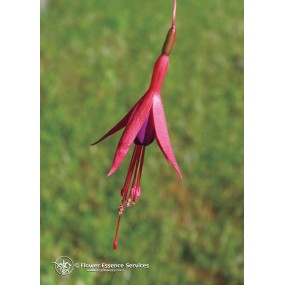 Esencia única californiana FES - Fucsia (Fuchsia hybrida) 7,4 ml