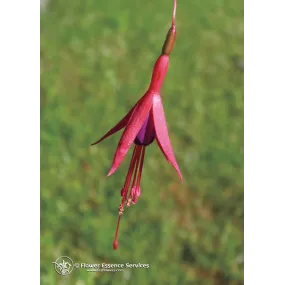Esencia única californiana...
