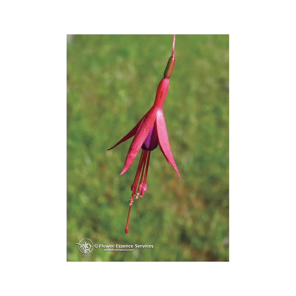 Essence unique californienne FES - Fuchsia (Fuchsia hybrida) 7,4 ml