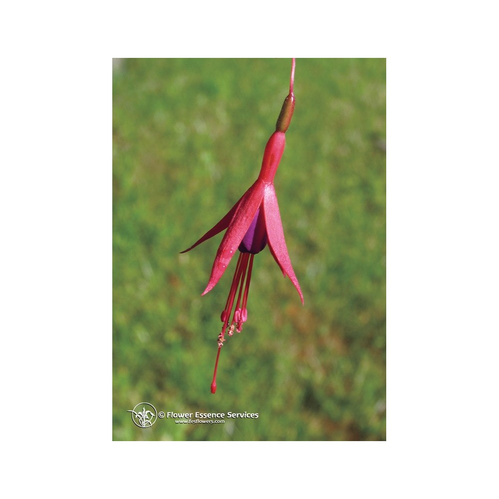 Essenza Singola Californiana FES - Fuchsia (Fuchsia hybrida) 7,4 ml