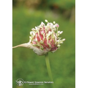 Essenza Singola Californiana FES - Garlic (Allium sativum) 7,4 ml