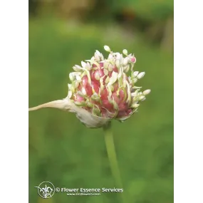 FES Essence simple...