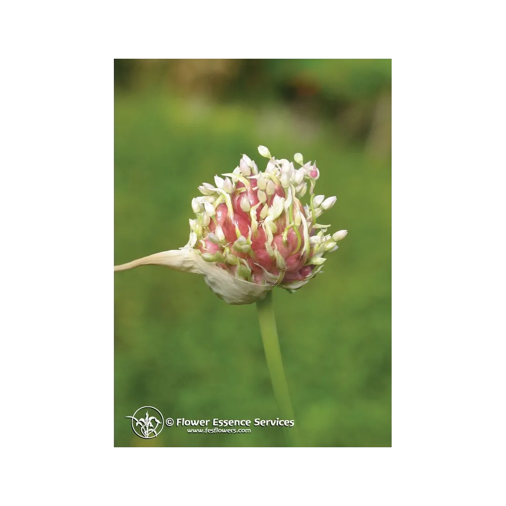 Esencia única californiana FES - Ajo (Allium sativum) 7,4 ml