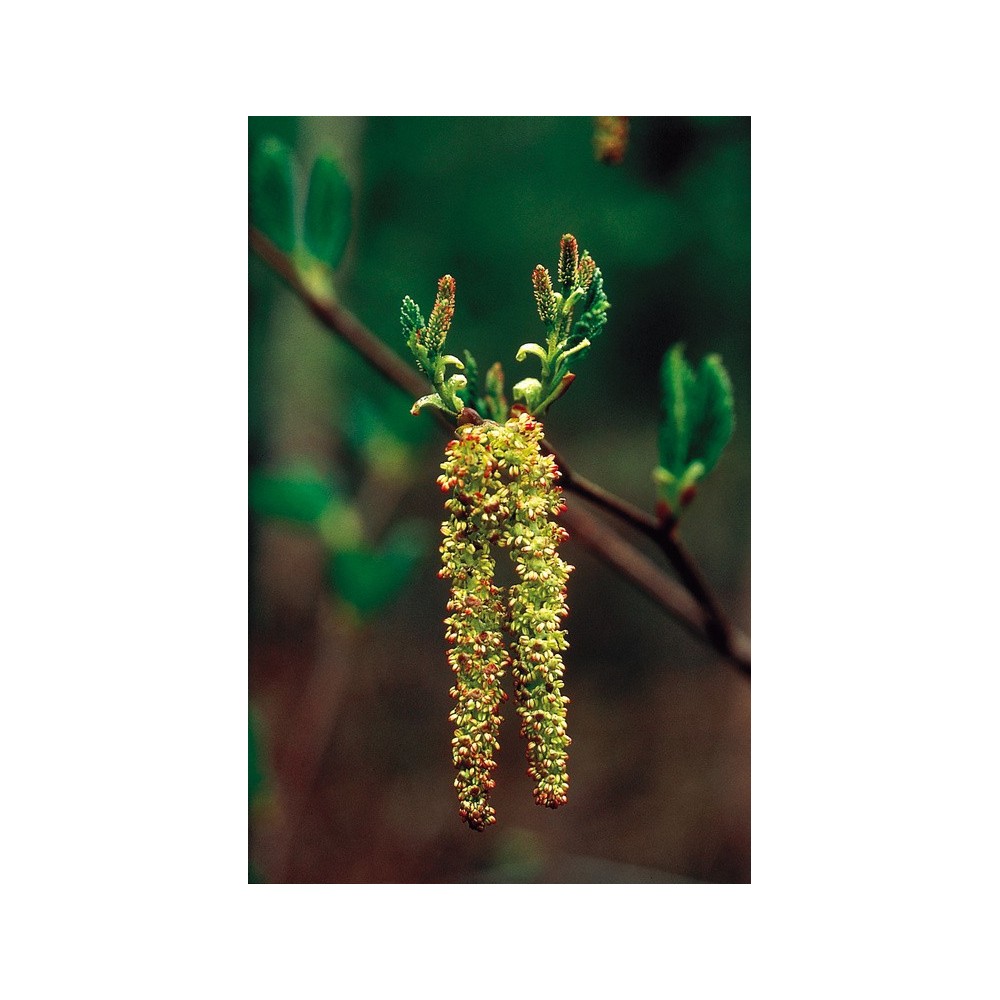 Esencia única Alaska - Aliso (Alnus crispa) 7,4 ml