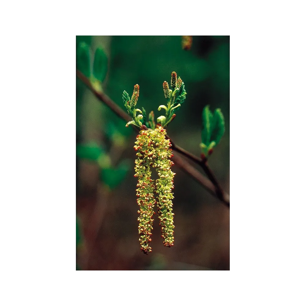 Esencia única de Alaska - Aliso (Alnus crispa) 7,4 ml