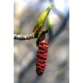 Alaska Single Essence –...