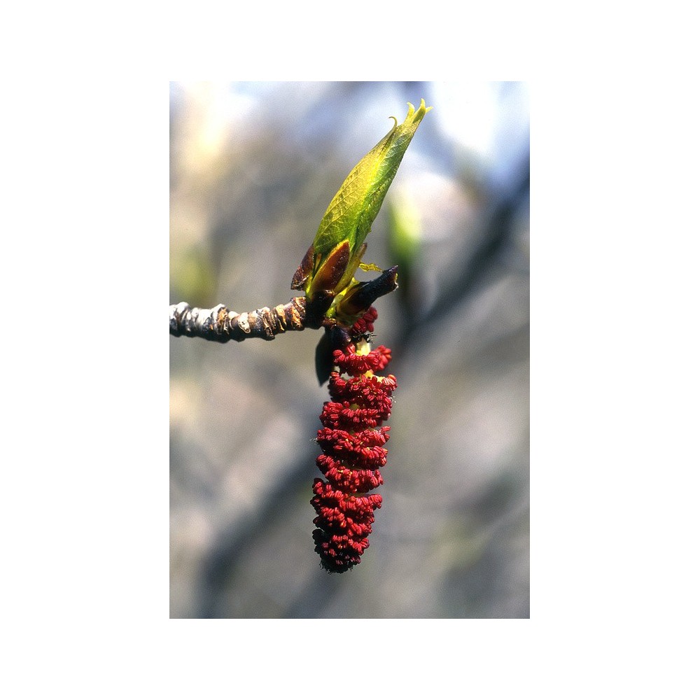 Esencia única Alaska - Bálsamo de Álamo (Populus balsamifera) 7,4 ml