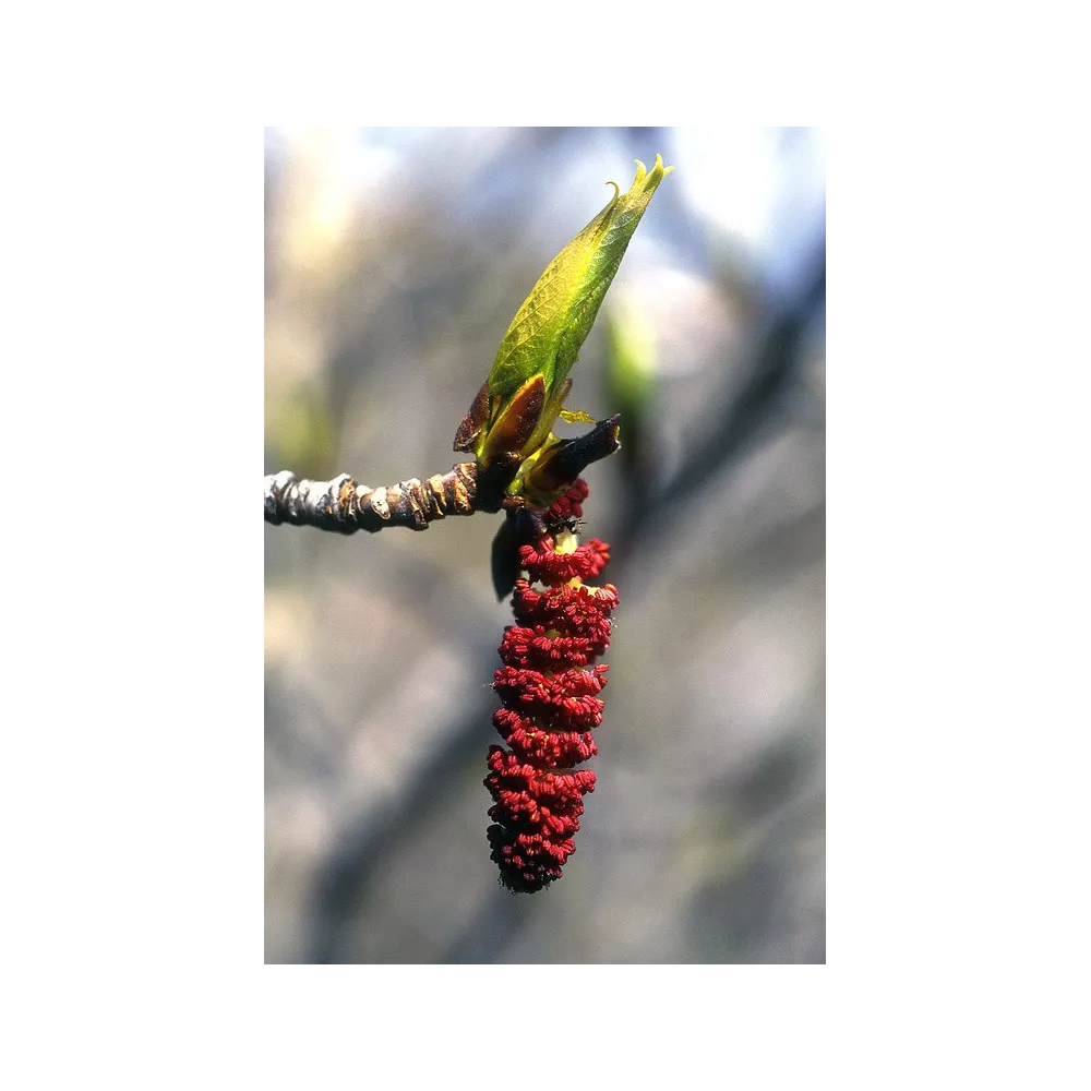 Esencia única de Alaska - Álamo balsámico (Populus balsamifera) 7,4 ml