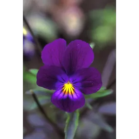 Esencia única de Alaska -...