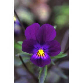 Essenza Singola dell'Alaska - Blue Elf Viola (Viola sp.) 7,4 ml