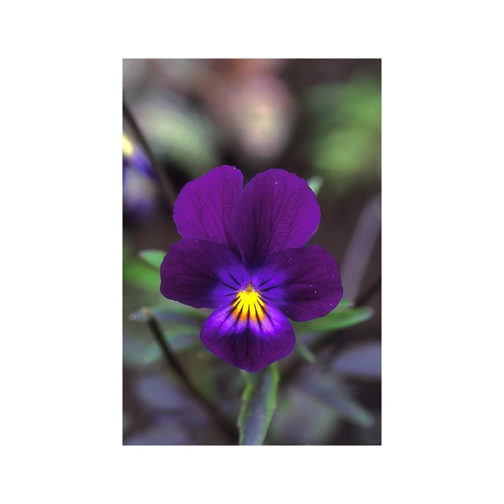 Alaska Single Essence - Blue Elf Viola (Viola sp.) 7.4 ml