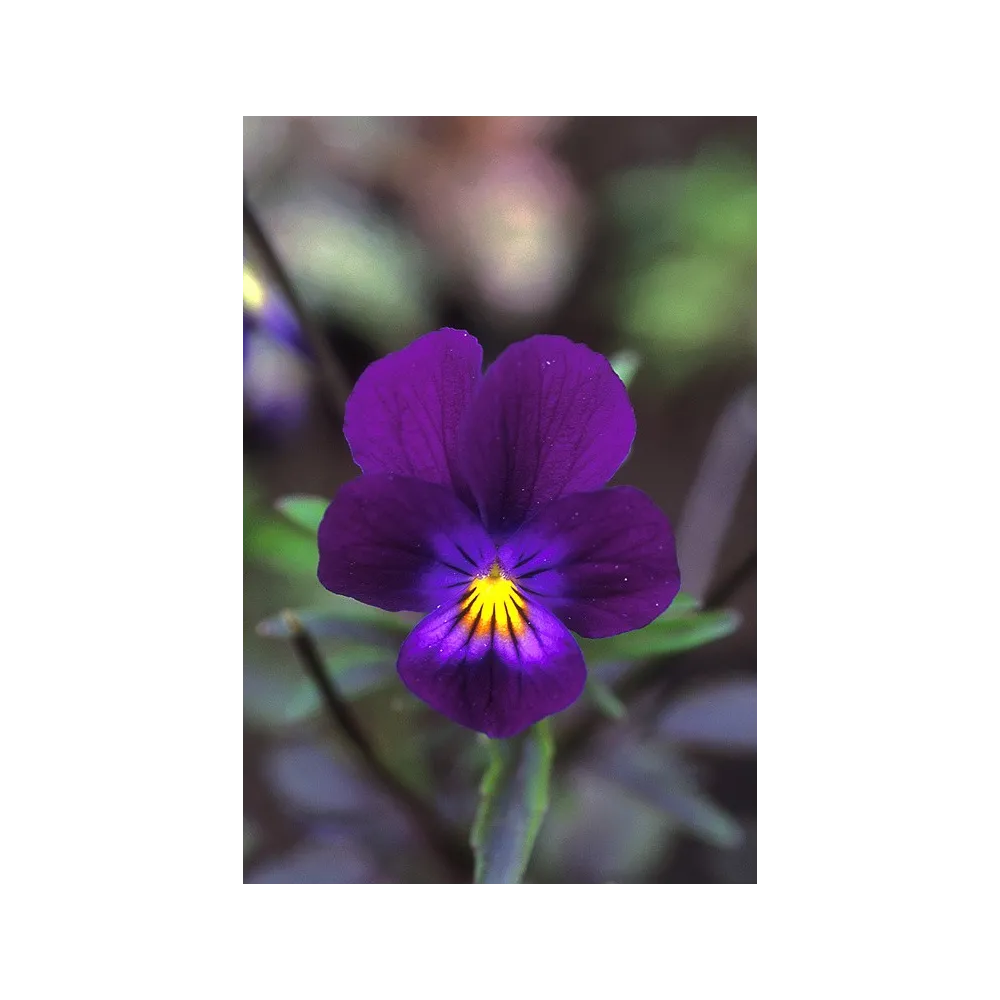 Essenza Singola dell'Alaska - Blue Elf Viola (Viola sp.) 7,4 ml