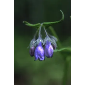 Esencia única de Alaska -...