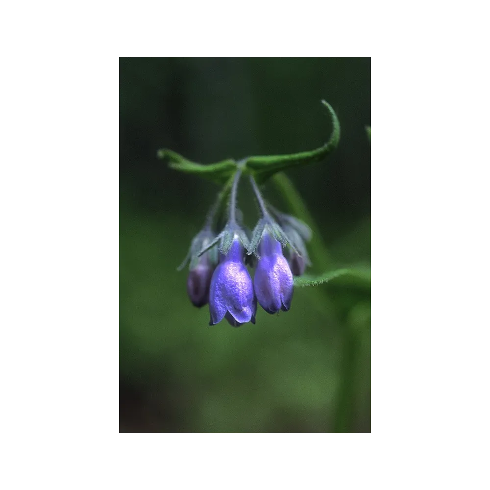 Esencia única de Alaska - Campanas de Martensia paniculata 7,4 ml