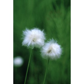 Alaska Single Essence - Cotton Grass (Eriophorum sp.) 7.4 ml