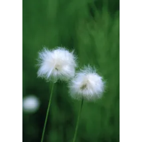 Essence unique d'Alaska -...