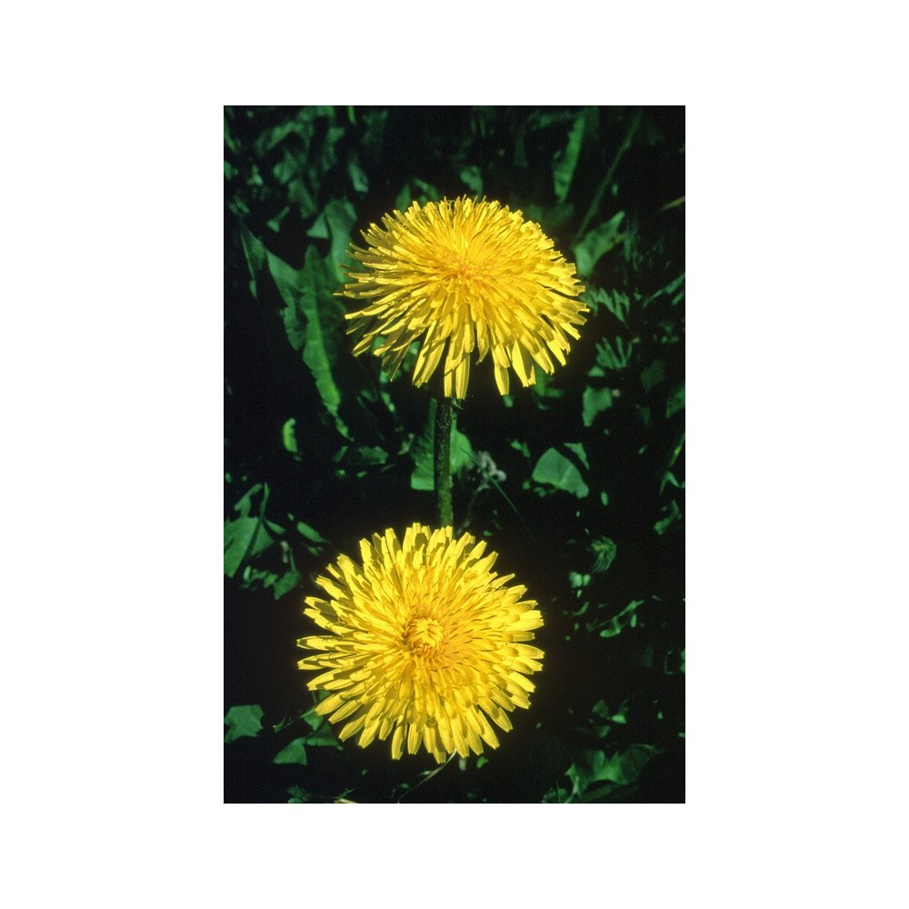 Esencia única de Alaska - Diente de león (Taraxacum officinale) 7,4 ml