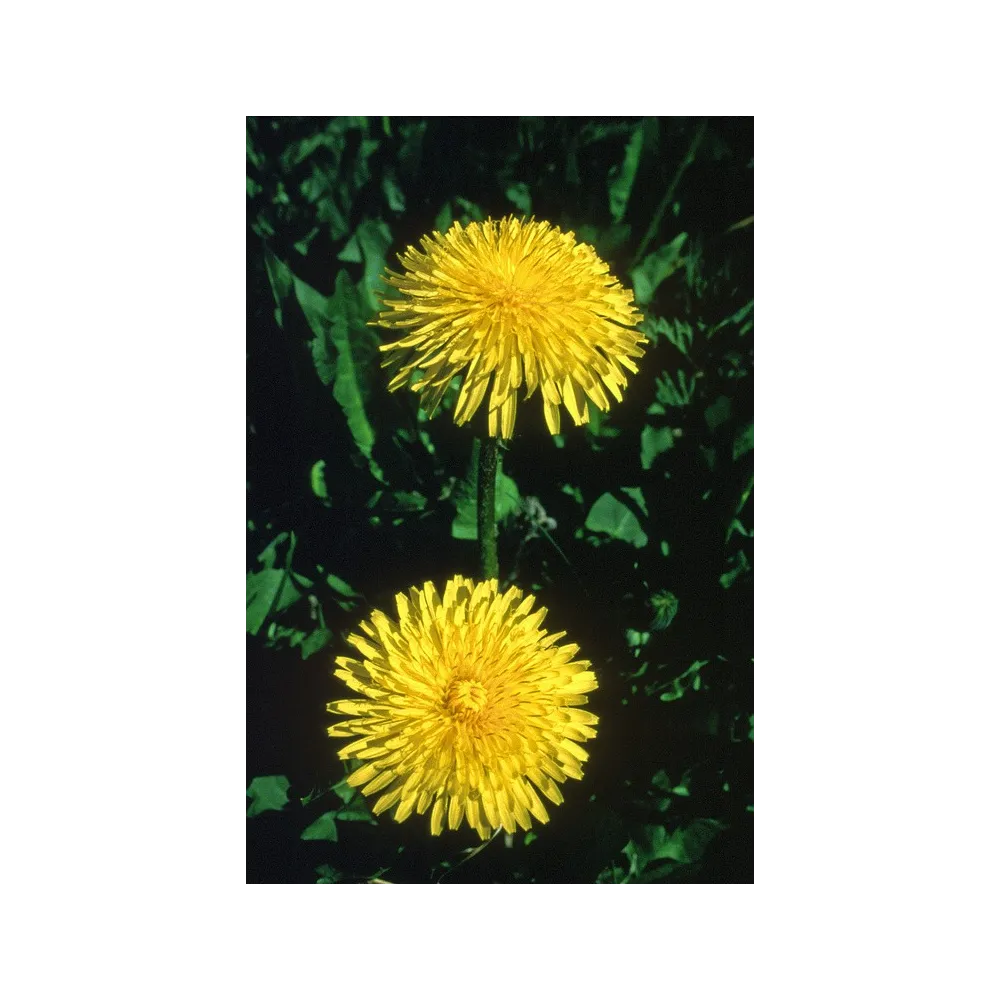 Essence simple Alaska - Pissenlit (Taraxacum officinale) 7,4 ml