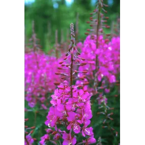 Essence simple d'Alaska -...