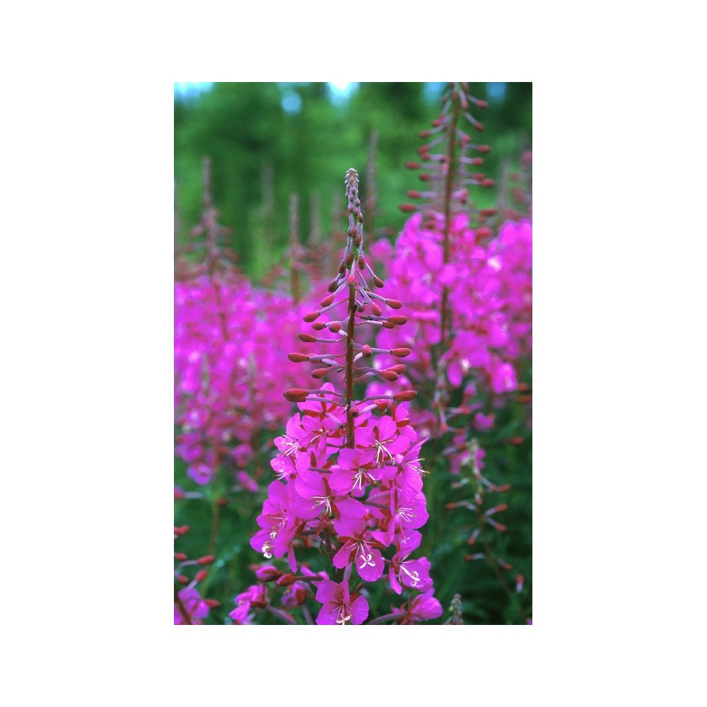 Alaska Single Essence - Épilobe (Epilobium angustifolium) 7,4 ml