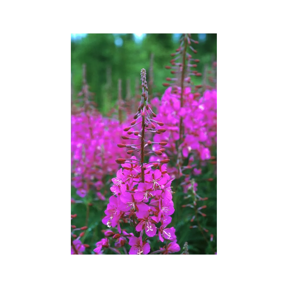 Esencia única de Alaska - Epilobium angustifolium (7,4 ml)