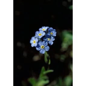 Essence unique d'Alaska -...