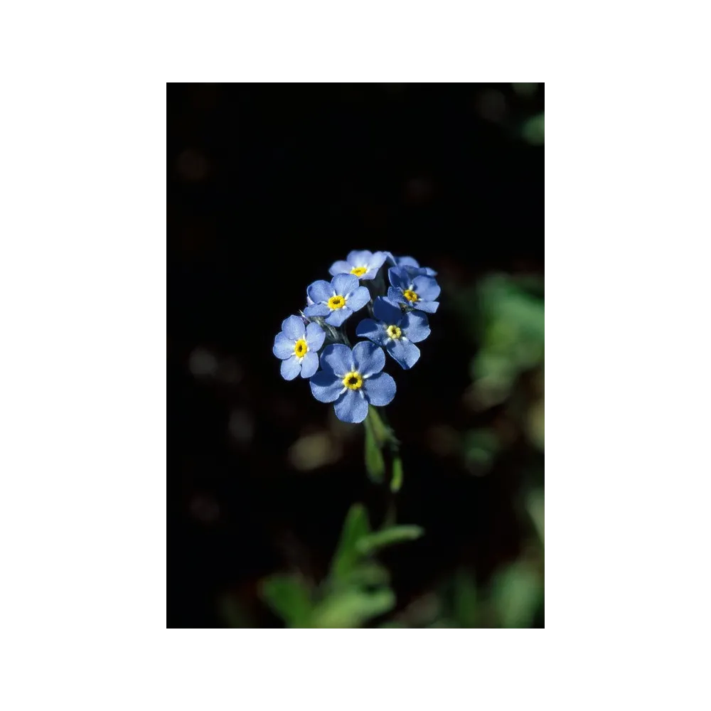 Esencia única de Alaska - No me olvides (Myosotis alpestris) 7,4 ml