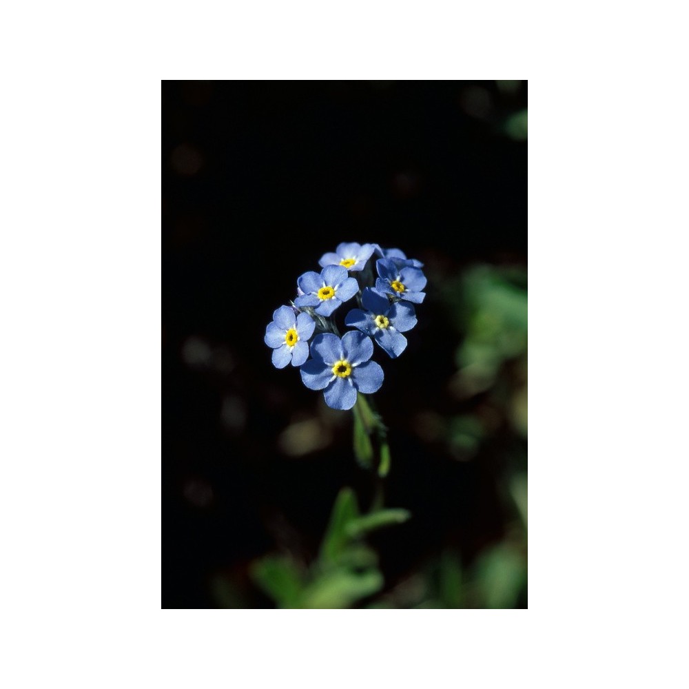 Essenza Singola dell'Alaska - Forget Me Not (Myosotis alpestris) 7,4 ml