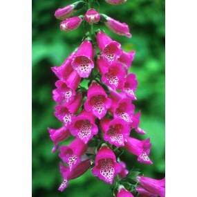 Alaska Single Essence - Foxglove (Digitalis purpurea) 7.4 ml