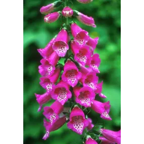 Alaska Single Essence -...