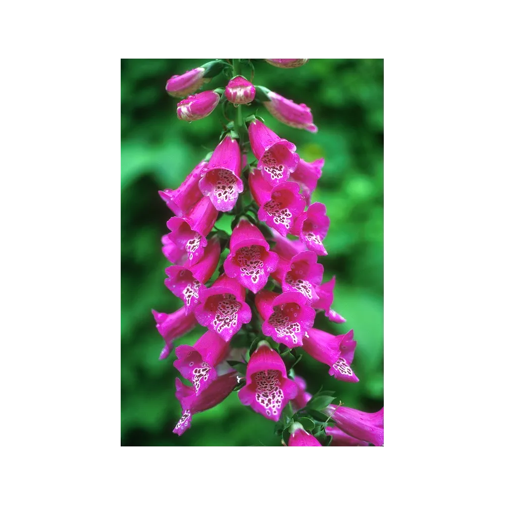 Alaska Single Essence - Digitale pourpre (Digitalis purpurea) 7,4 ml