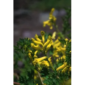 Alaska Single Essence –...