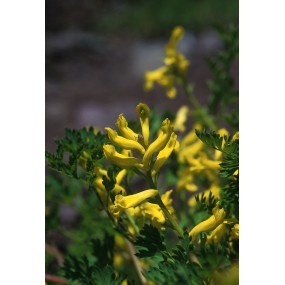Esencia única Alaska - Corydalis dorado (Corydalis aurea) 7,4 ml