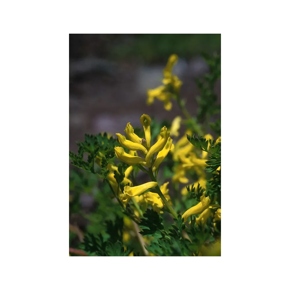Alaska Single Essence – Goldener Corydalis (Corydalis aurea) 7,4 ml