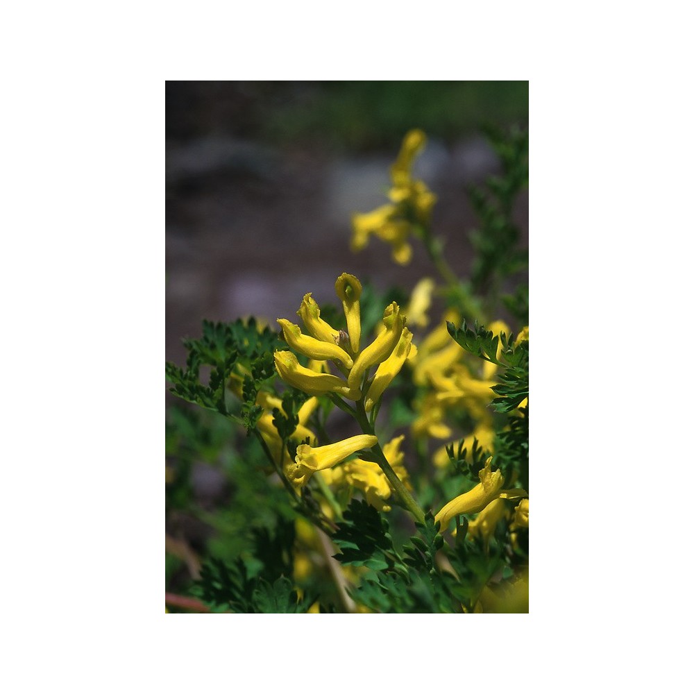 Essenza Singola dell'Alaska - Golden Corydalis (Corydalis aurea) 7,4 ml