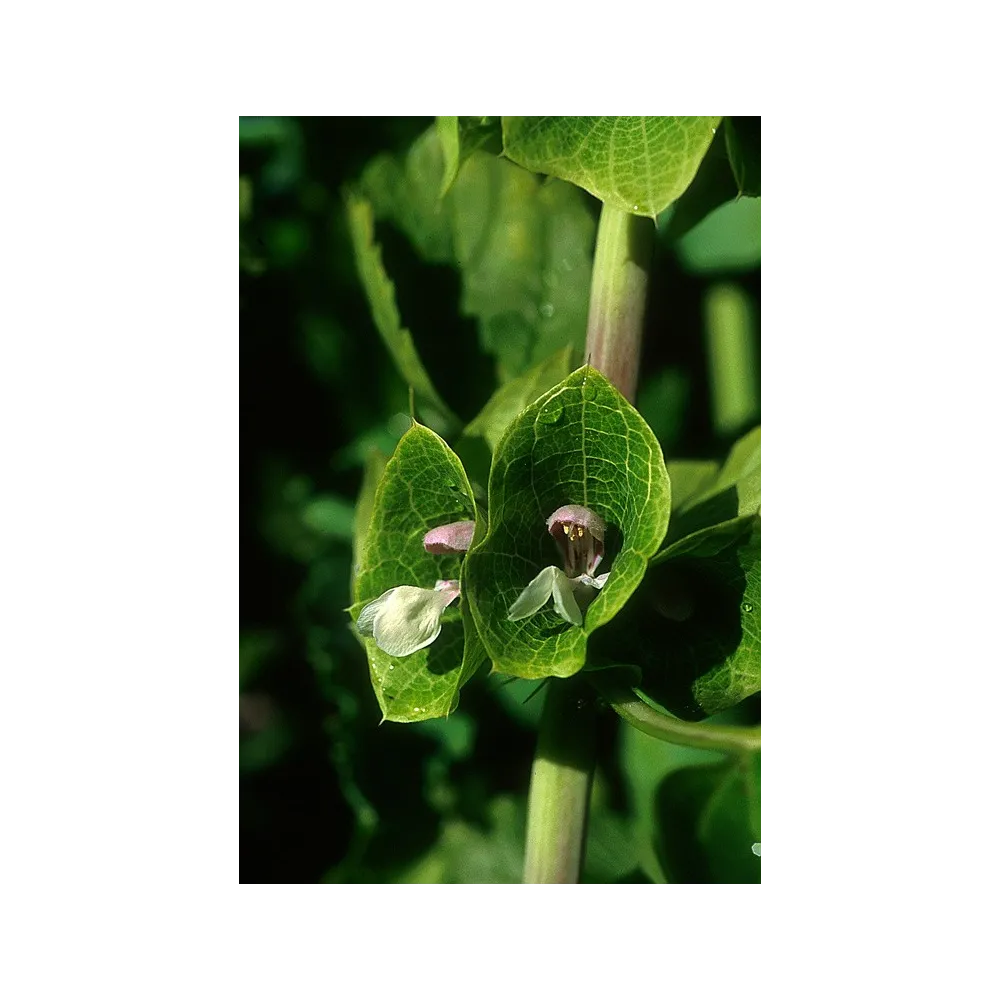 Alaska Single Essence – Grüne Glockenblume Irlands (Molucella laevis) 7,4 ml