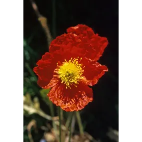 Essence simple Alaska -...