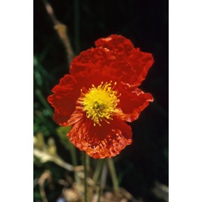Essenza Singola dell'Alaska - Icelandic Poppy (Papaver icelandica) 7,4 ml