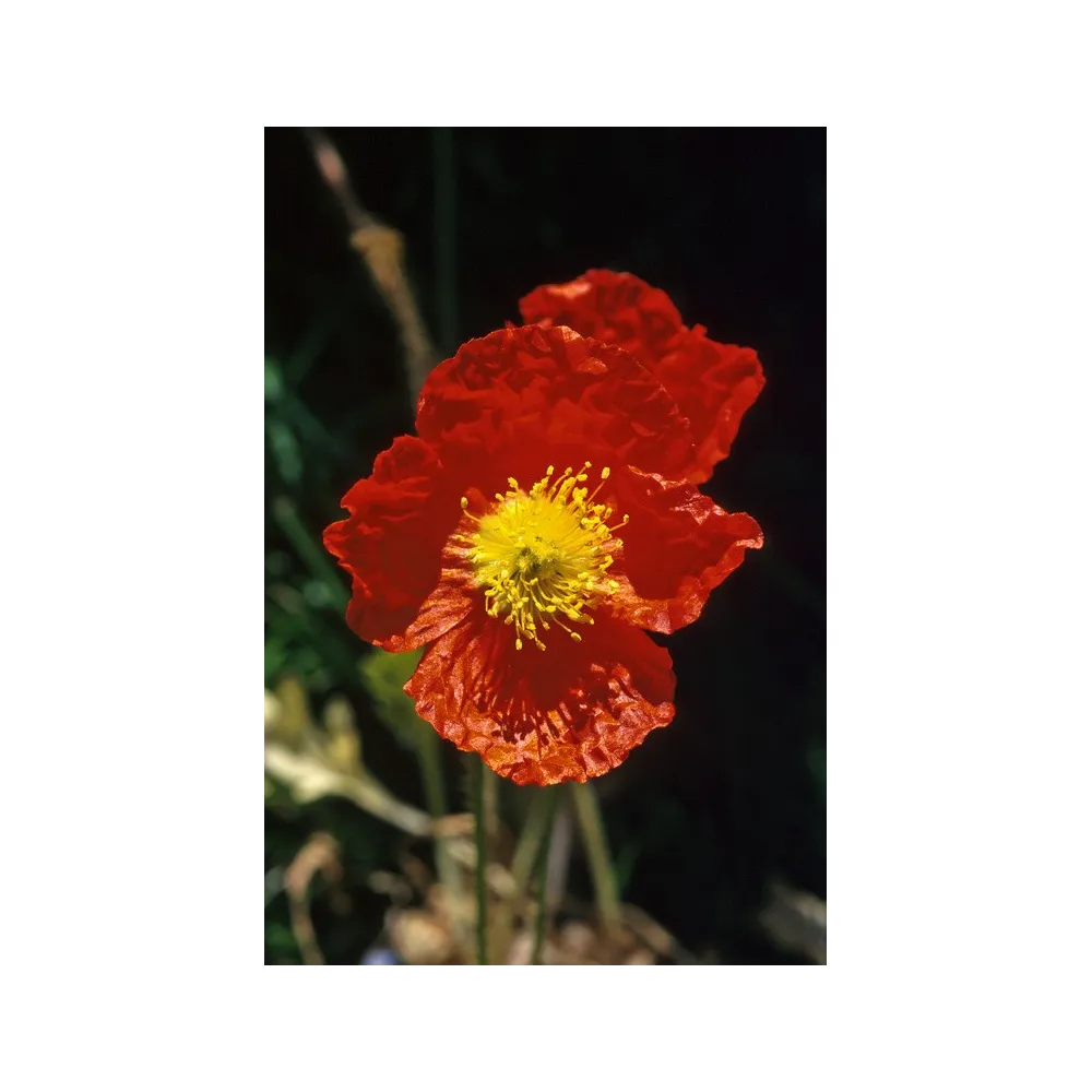 Esencia única de Alaska - Amapola de Islandia (Papaver icelandica) 7,4 ml