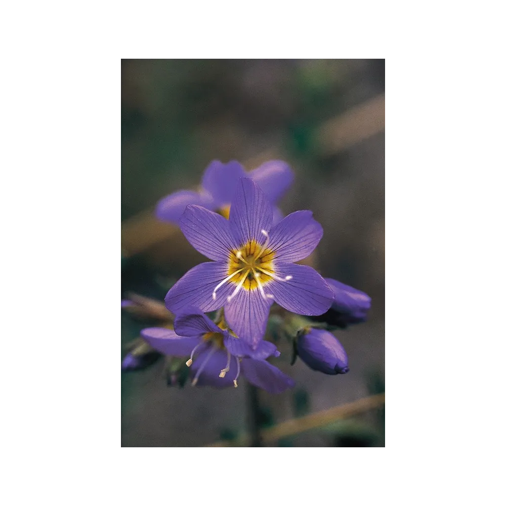 Alaska Single Essence - Échelle de Jacob (Polemonium pulcherrimum) 7,4 ml