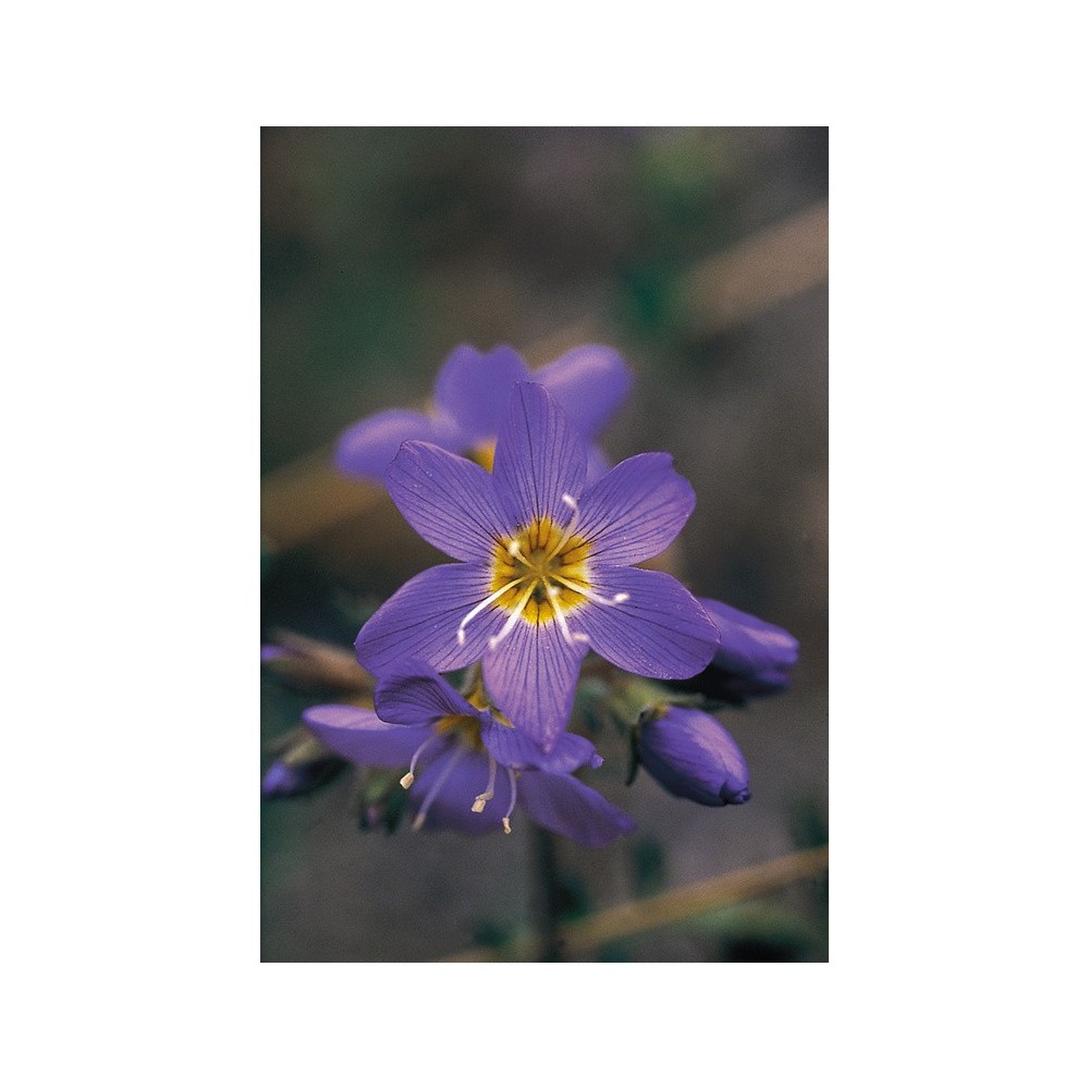 Essenza Singola dell'Alaska - Jacob's Ladder (Polemonium pulcherrimum) 7,4 ml