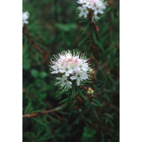 Essenza Singola dell'Alaska - Labrador Tea (Ledum palustre) 7,4 ml